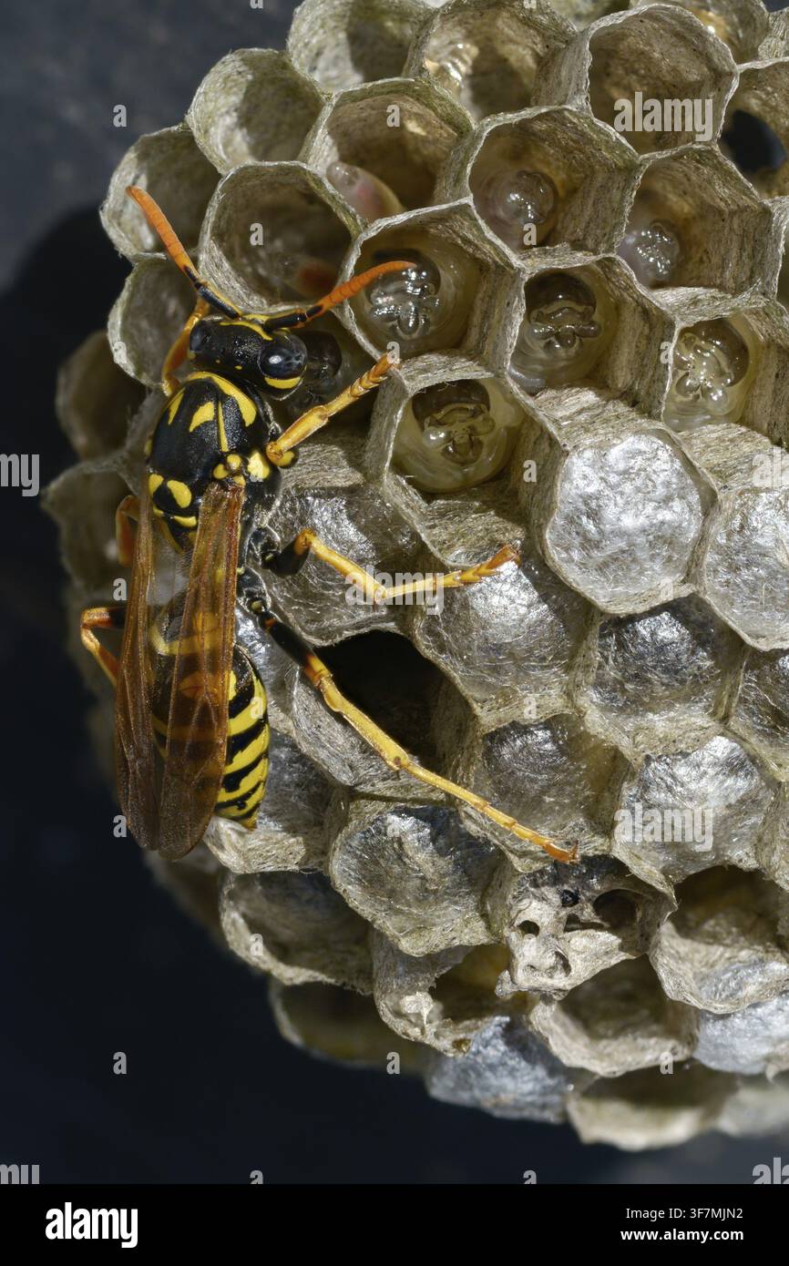 Guêpe papier de couleur vive, guêpe des champs française, guêpe des champs gallique, guêpe des champs domestique, hyménoptère, polistes dominula, vespidae, guêpe ridée, guêpe des champs Banque D'Images