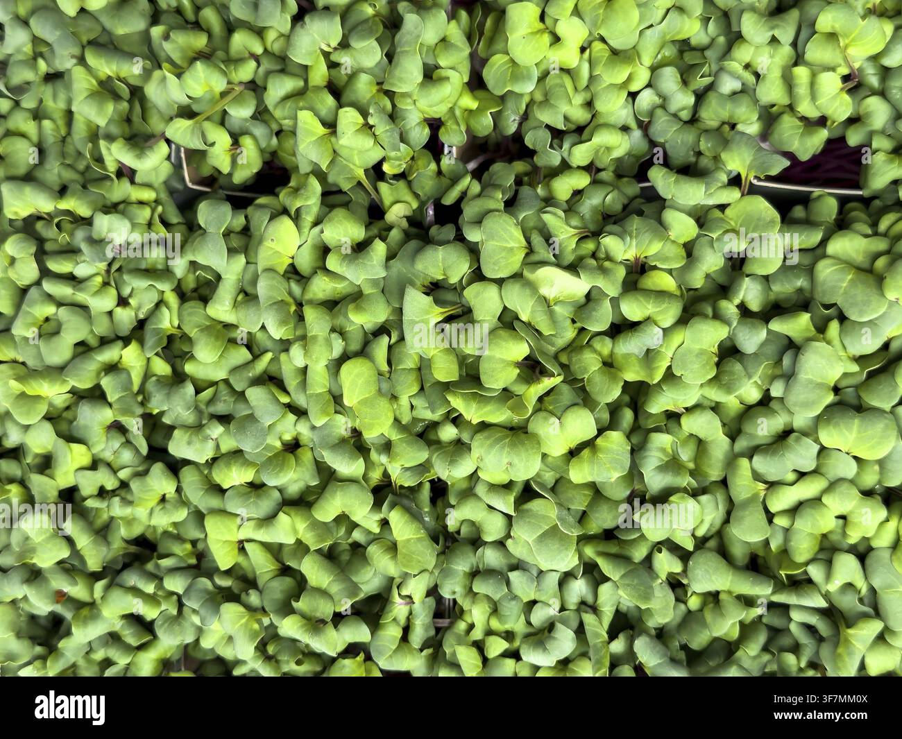 Croissance de radis bio, croissance de radis, jeunes plants de radis (Raphanus sativus), international Banque D'Images