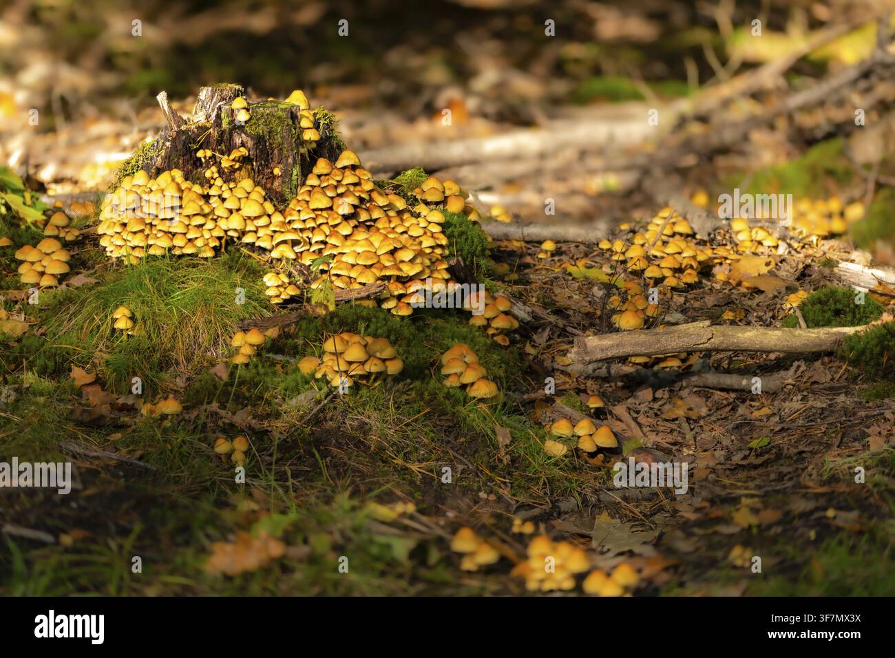 Tête de soufre amère, tête de soufre touffue, tête de soufre à feuilles vertes, tête de soufre verte, Hypholoma fasciculare, champignons, champignons, champignons Banque D'Images
