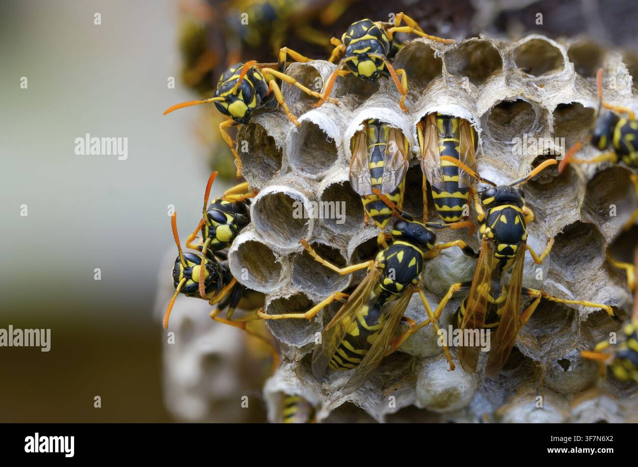 Guêpe papier de couleur vive, guêpe des champs française, guêpe des champs gallique, guêpe des champs domestique, hyménoptère, polistes dominula, vespidae, guêpe ridée, guêpe des champs Banque D'Images