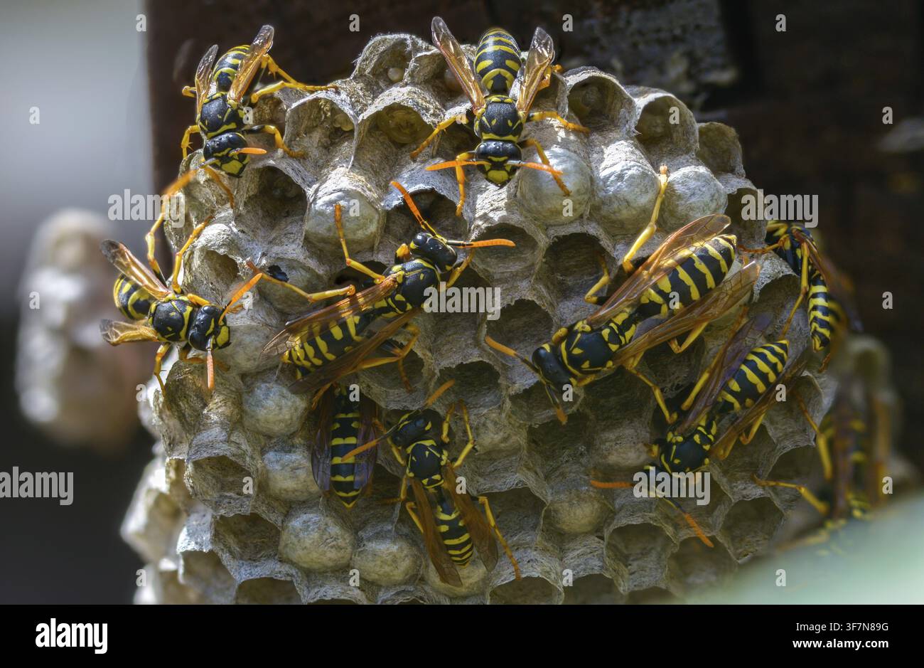 Guêpe papier de couleur vive, guêpe des champs française, guêpe des champs gallique, guêpe des champs domestique, hyménoptère, polistes dominula, vespidae, guêpe ridée, guêpe des champs Banque D'Images