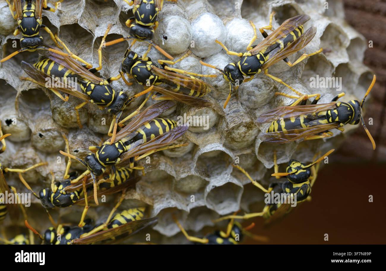 Guêpe papier de couleur vive, guêpe des champs française, guêpe des champs gallique, guêpe des champs domestique, hyménoptère, polistes dominula, vespidae, guêpe ridée, guêpe des champs Banque D'Images