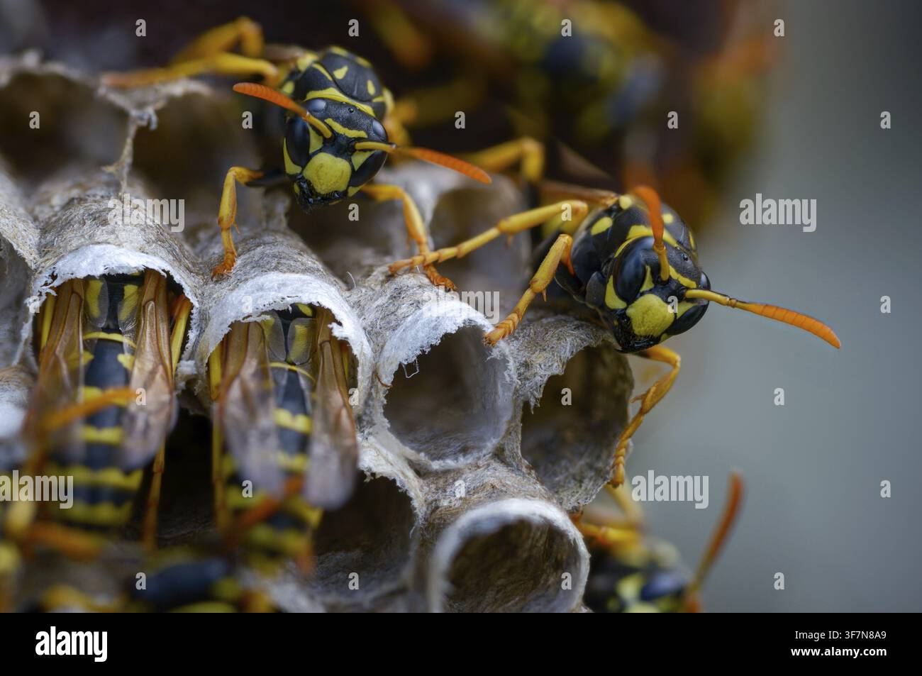 Guêpe papier de couleur vive, guêpe des champs française, guêpe des champs gallique, guêpe des champs domestique, hyménoptère, polistes dominula, vespidae, guêpe ridée, guêpe des champs Banque D'Images