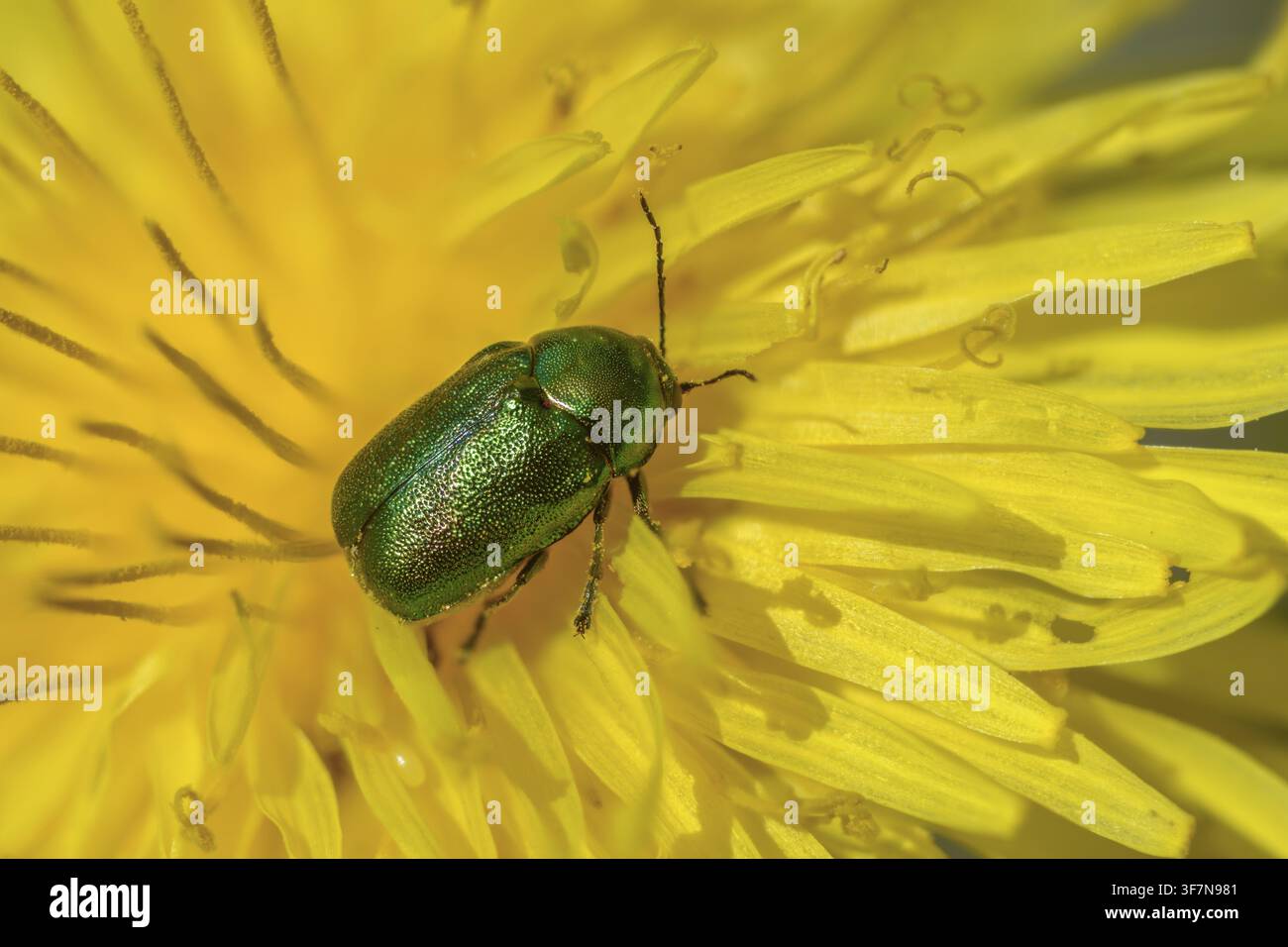 Caryophage, chrysomélidae, cryptocephalinae, cryptocephalus aureolus, scarabée pot doré-vert-bleu, scarabée goutte dorée, scarabée goutte émeraude, scarabée, c Banque D'Images
