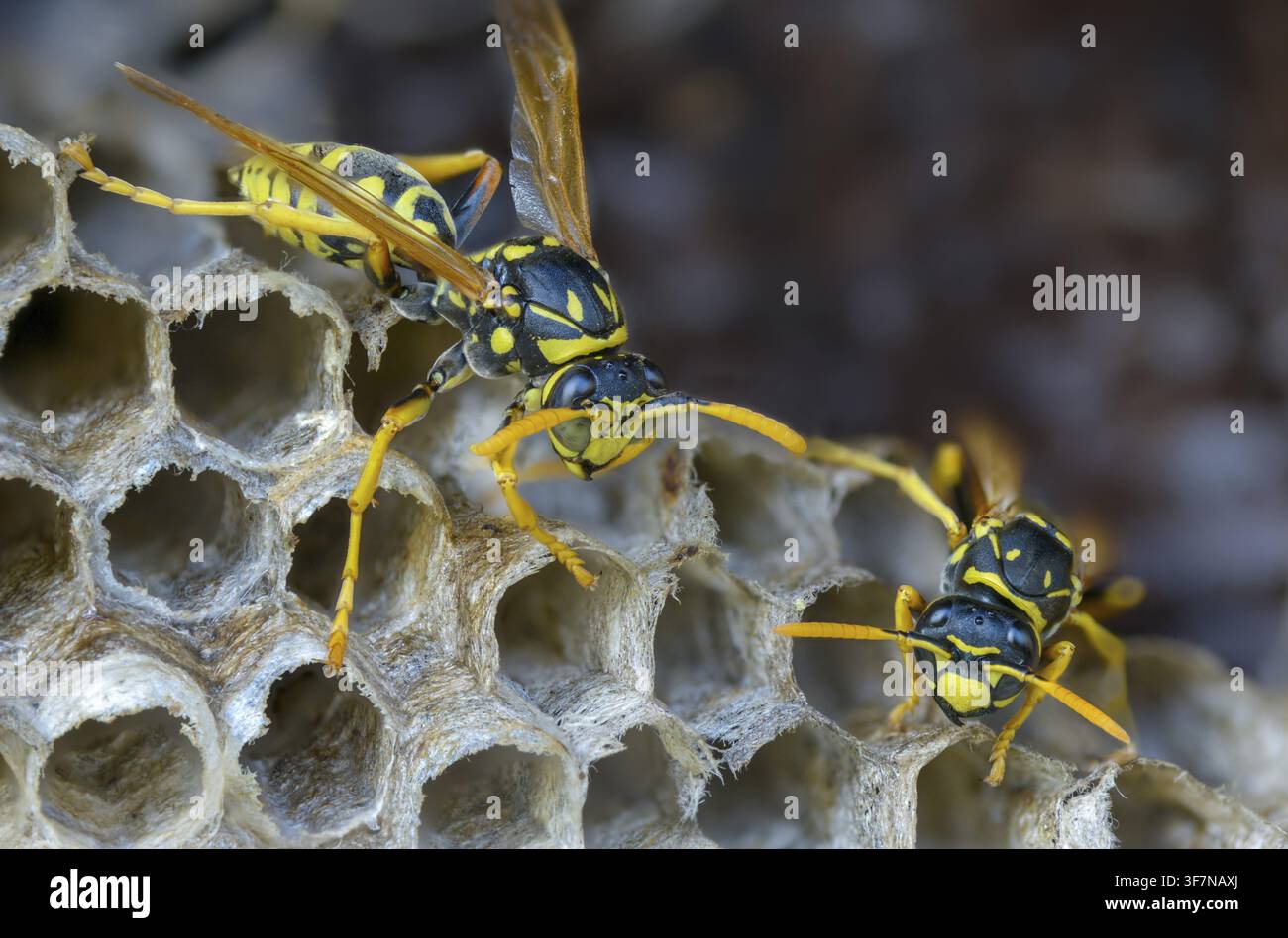 Guêpe papier de couleur vive, guêpe des champs française, guêpe des champs gallique, guêpe des champs domestique, hyménoptère, polistes dominula, vespidae, guêpe ridée, guêpe des champs Banque D'Images