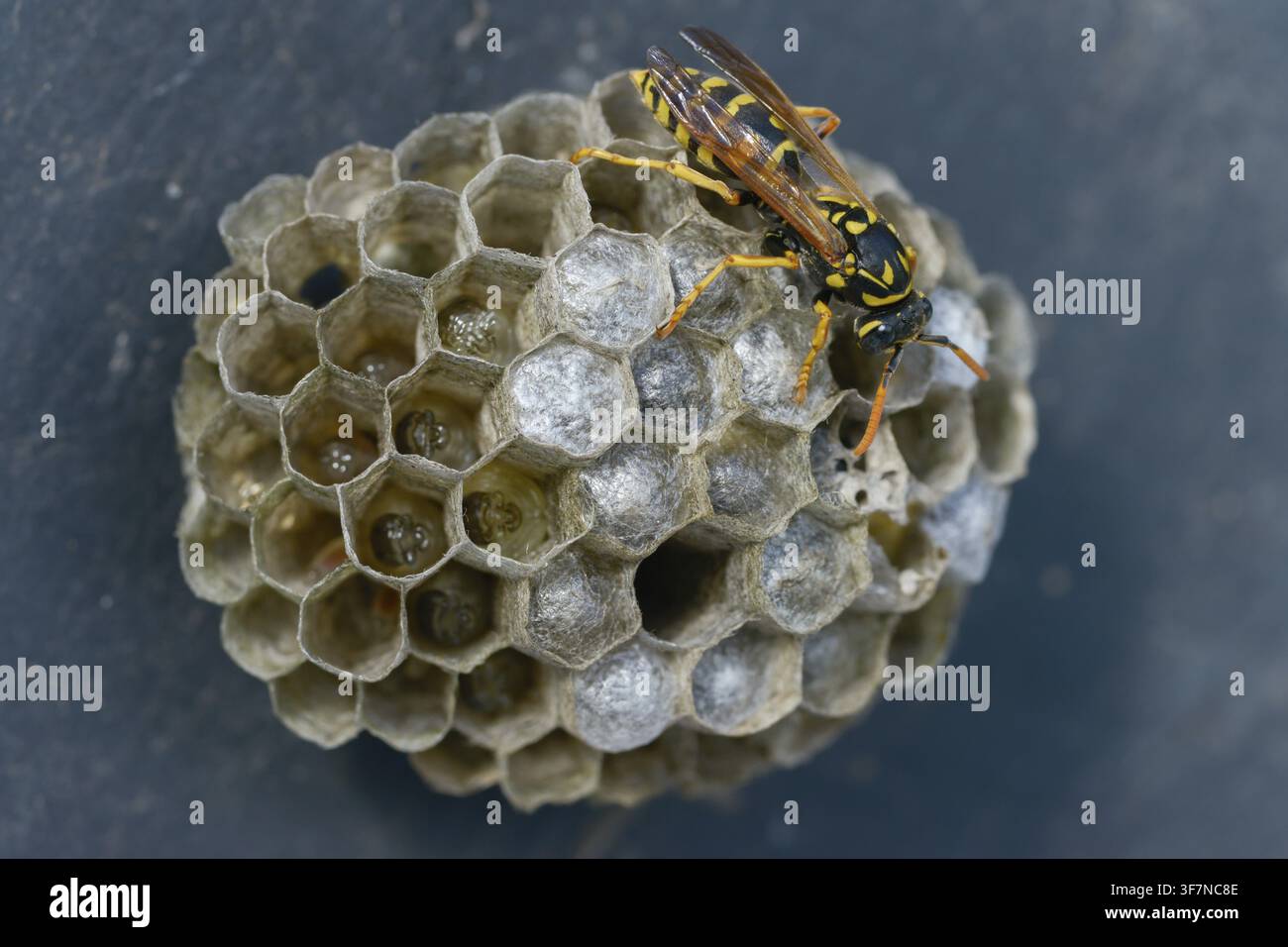 Guêpe papier de couleur vive, guêpe des champs française, guêpe des champs gallique, guêpe des champs domestique, hyménoptère, polistes dominula, vespidae, guêpe ridée, guêpe des champs Banque D'Images