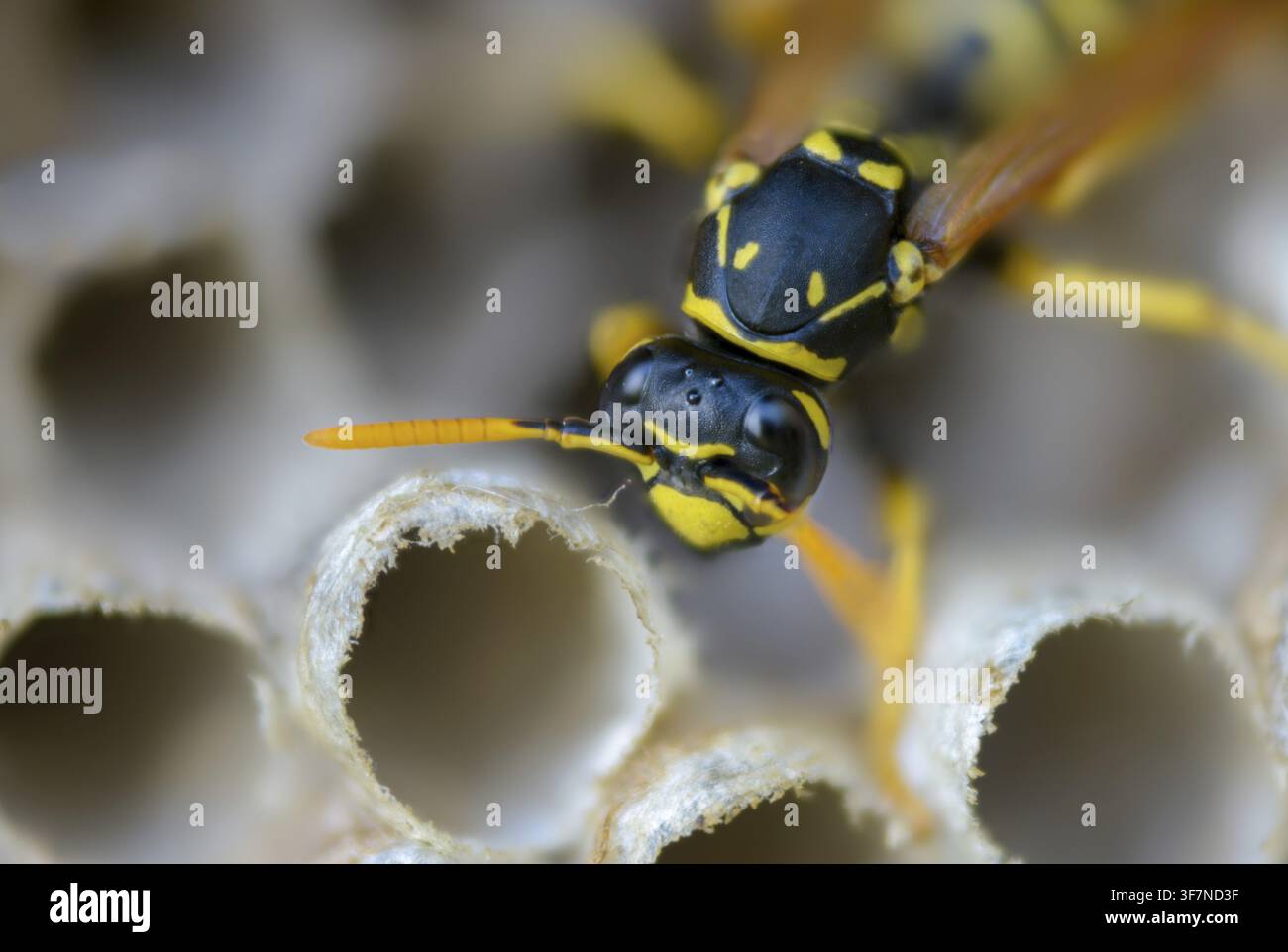 Guêpe papier de couleur vive, guêpe des champs française, guêpe des champs gallique, guêpe des champs domestique, hyménoptère, polistes dominula, vespidae, guêpe ridée, guêpe des champs Banque D'Images