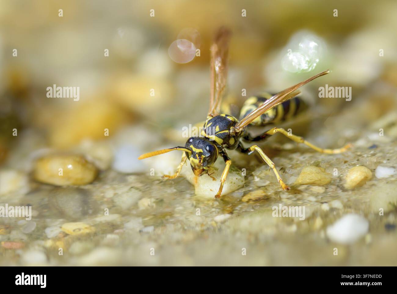 Guêpe papier de couleur vive, guêpe des champs française, guêpe des champs gallique, guêpe des champs domestique, hyménoptère, polistes dominula, vespidae, guêpe ridée, guêpe des champs Banque D'Images