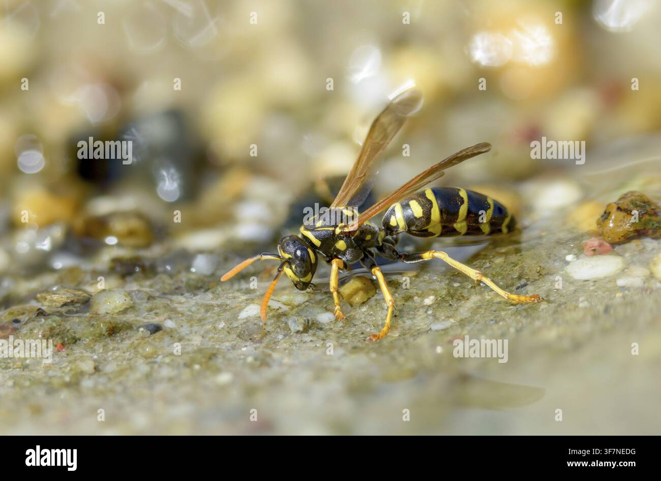 Guêpe papier de couleur vive, guêpe des champs française, guêpe des champs gallique, guêpe des champs domestique, hyménoptère, polistes dominula, vespidae, guêpe ridée, guêpe des champs Banque D'Images