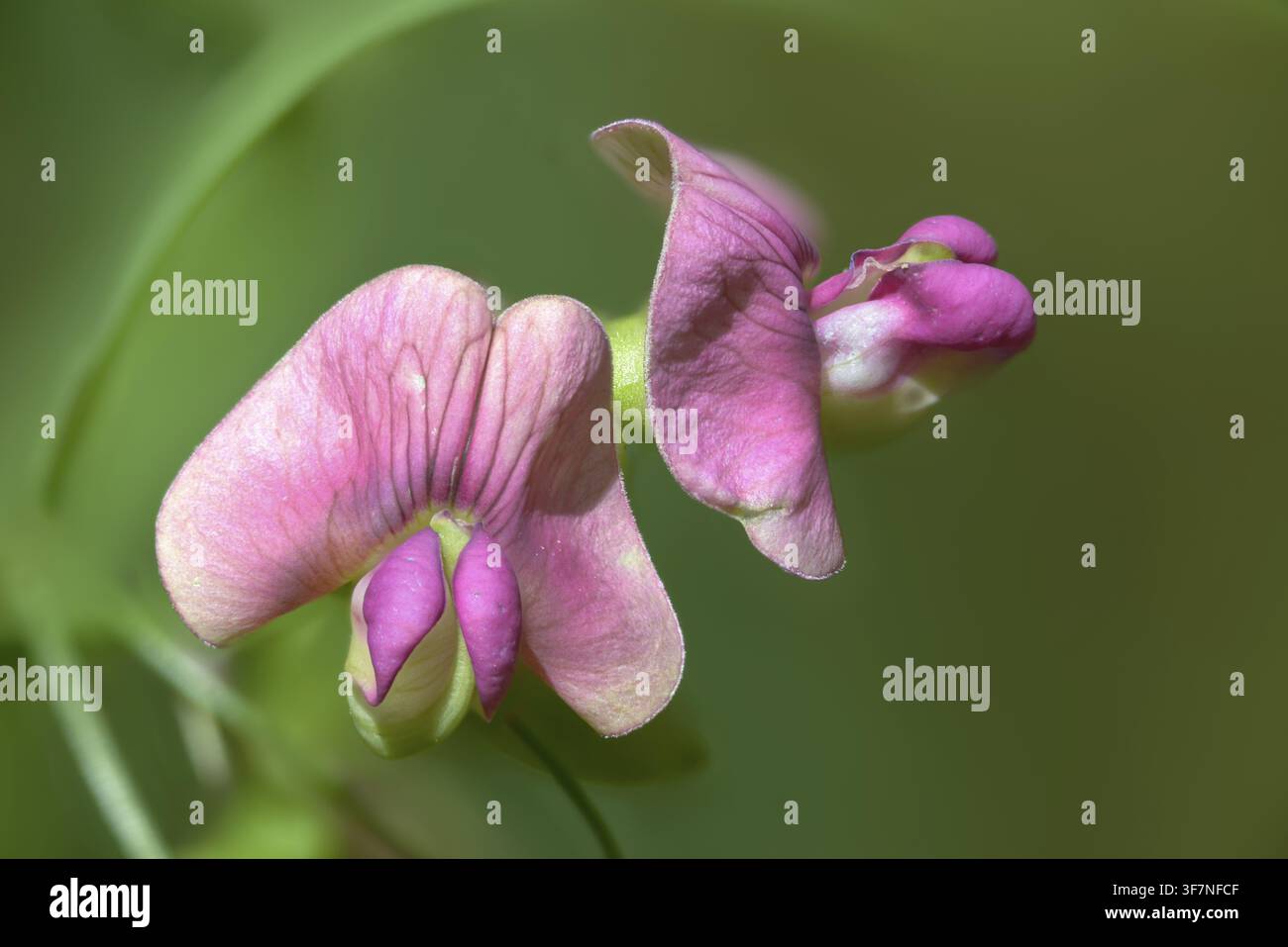 Lathyrus sylvestris, pois éternel à feuilles étroites, pois éternel de Norfolk, pois sauvage, flore, plantes Banque D'Images