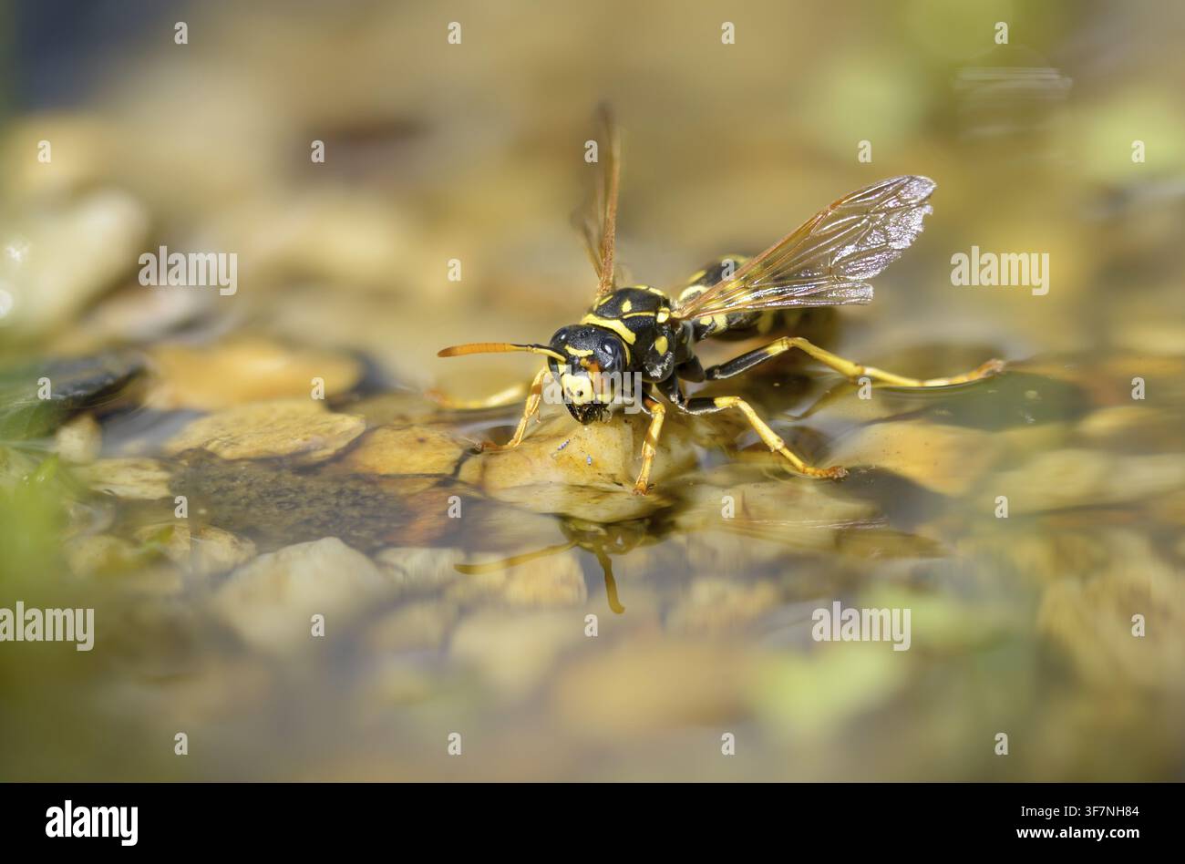 Guêpe papier de couleur vive, guêpe des champs française, guêpe des champs gallique, guêpe des champs domestique, hyménoptère, polistes dominula, vespidae, guêpe ridée, guêpe des champs Banque D'Images