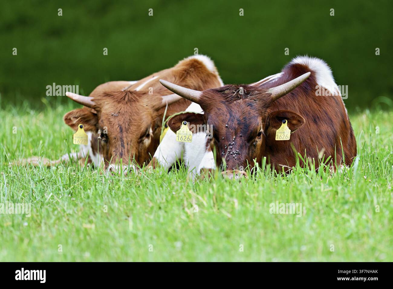 Deux bovins Texas Longhorn assis dans un pré, Meienberg, canton d'Argovie, Suisse Banque D'Images