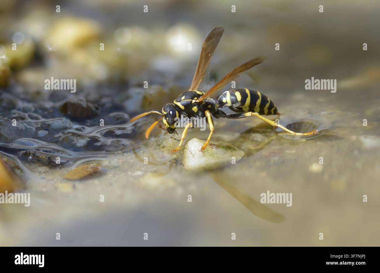 Guêpe papier de couleur vive, guêpe des champs française, guêpe des champs gallique, guêpe des champs domestique, hyménoptère, polistes dominula, vespidae, guêpe ridée, guêpe des champs Banque D'Images