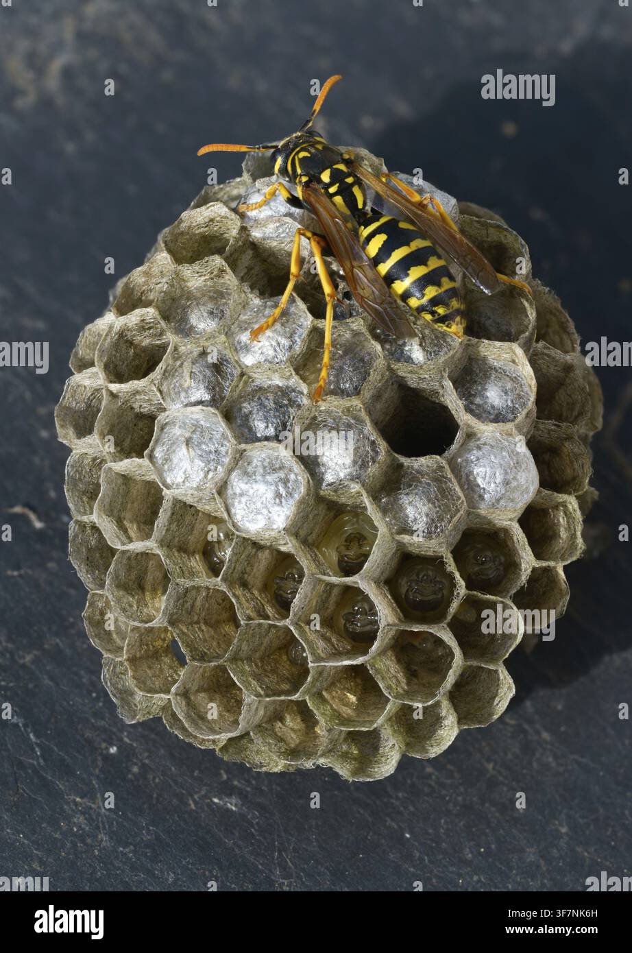 Guêpe papier de couleur vive, guêpe des champs française, guêpe des champs gallique, guêpe des champs domestique, hyménoptère, polistes dominula, vespidae, guêpe ridée, guêpe des champs Banque D'Images