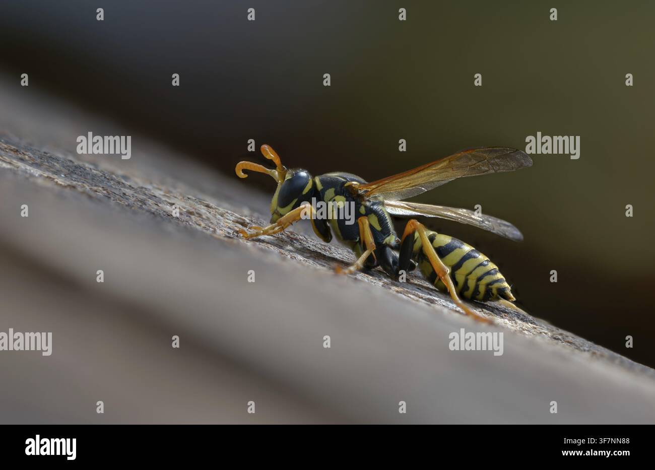 Guêpe papier de couleur vive, guêpe des champs française, guêpe des champs gallique, guêpe des champs domestique, hyménoptère, polistes dominula, vespidae, guêpe ridée, guêpe des champs Banque D'Images