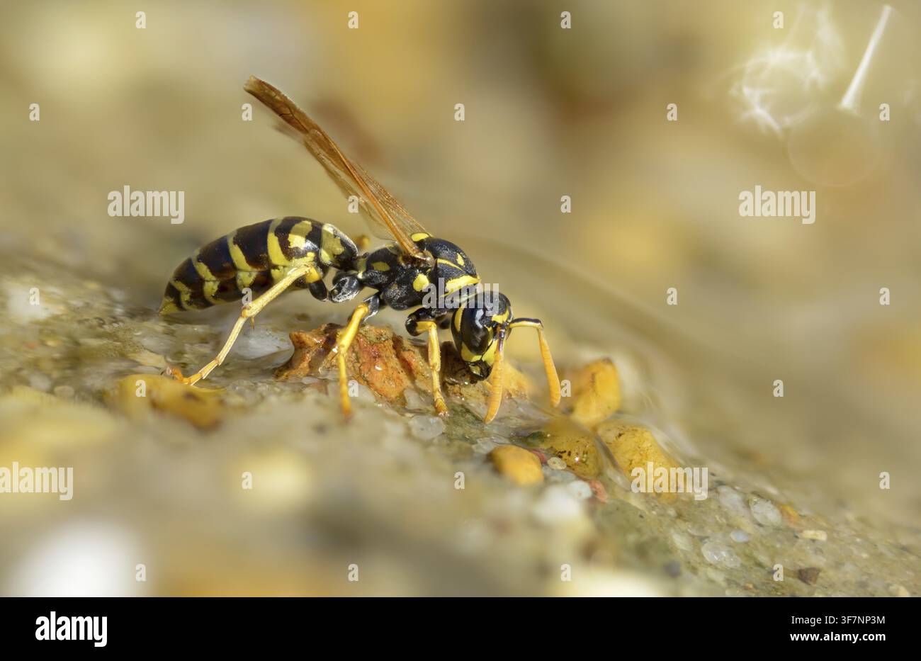 Guêpe papier de couleur vive, guêpe des champs française, guêpe des champs gallique, guêpe des champs domestique, hyménoptère, polistes dominula, vespidae, guêpe ridée, guêpe des champs Banque D'Images