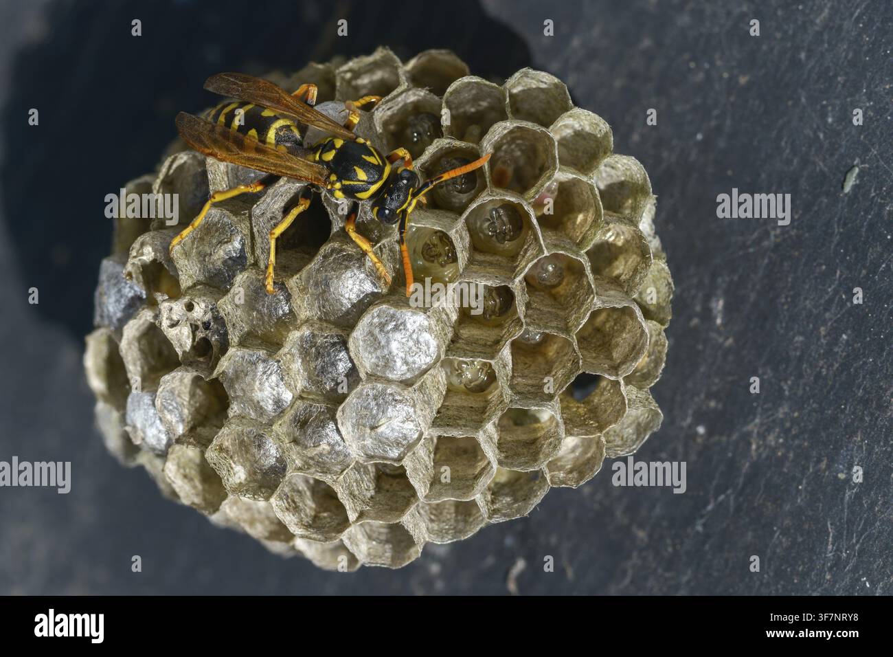 Guêpe papier de couleur vive, guêpe des champs française, guêpe des champs gallique, guêpe des champs domestique, hyménoptère, polistes dominula, vespidae, guêpe ridée, guêpe des champs Banque D'Images
