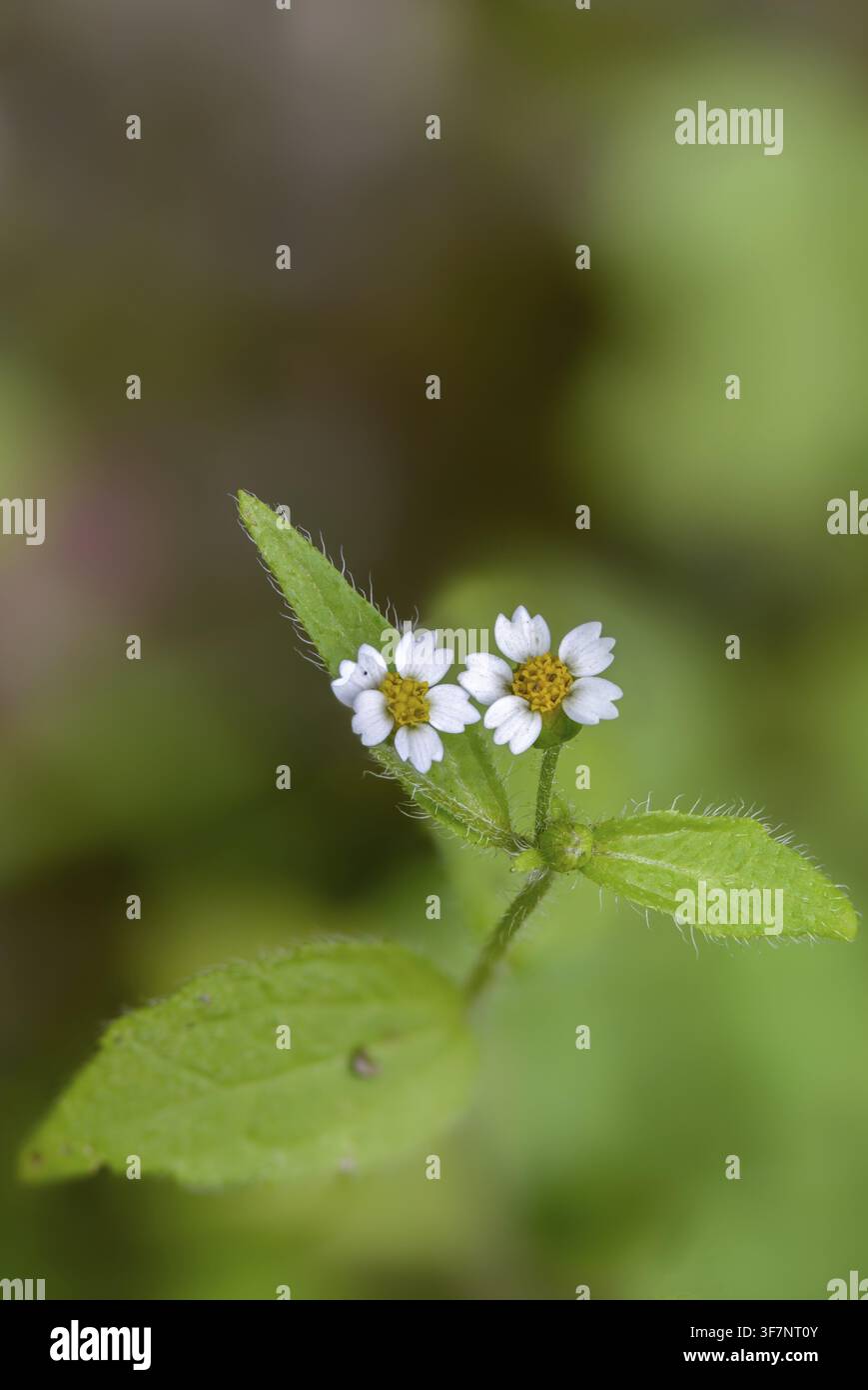 Asteraceae, herbe boutonneuse poilue, herbe française, galinsoga ciliata, galinsoga quadriradiata, herbe boutonneuse, marguerite, marguerite péruvienne, herbe française hirsute, flore Banque D'Images