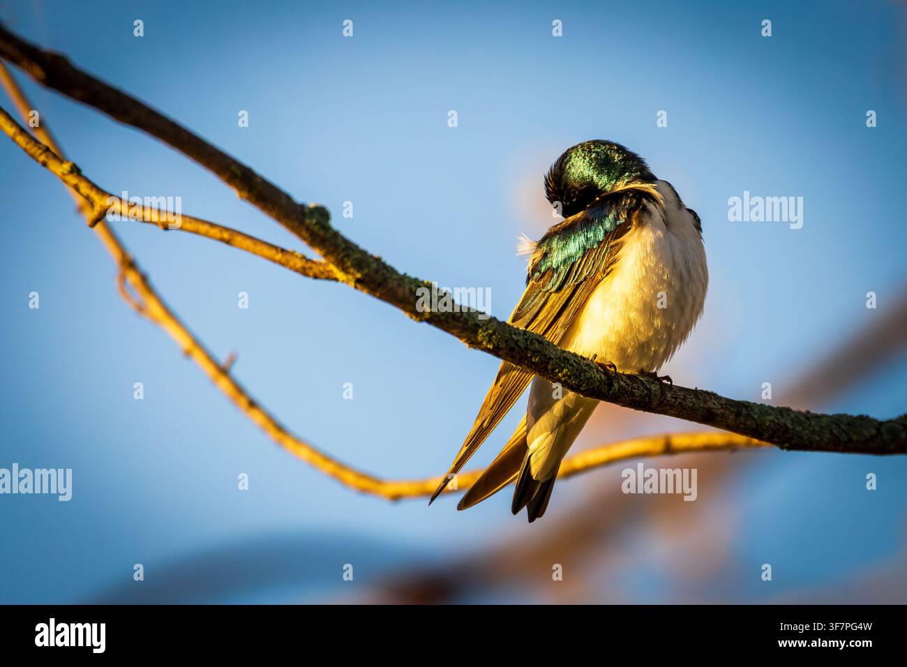 Hirondelle bicolore (Tachycineta bicolor) perchée sur une branche dans la lumière dorée du matin au Bayfront Park, Hamilton. Banque D'Images