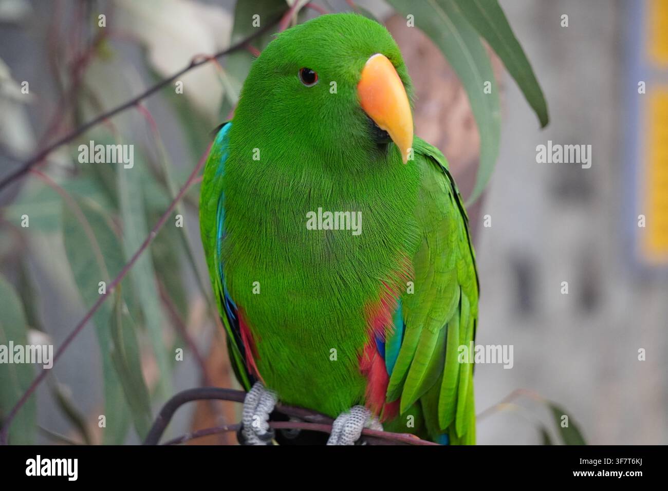 Perroquet Eclectus australien (Eclectus roratus) perché sur une branche, exposant son plumage vert vibrant dans son environnement naturel. Aussie Nature Banque D'Images
