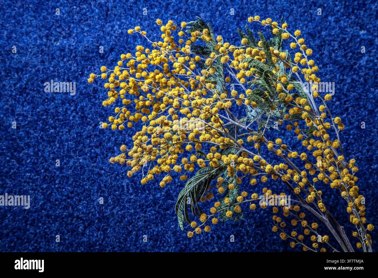 Fleurs de mimosa séchées sur un fond bleu avec texture. Banque D'Images