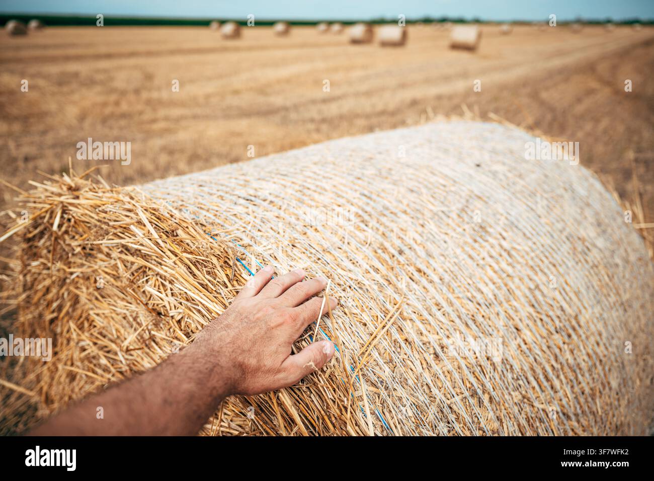 Gros plan en première personne d'un travailleur touchant une botte de foin sur un champ agricole après la récolte. Mise au point sélective. Banque D'Images