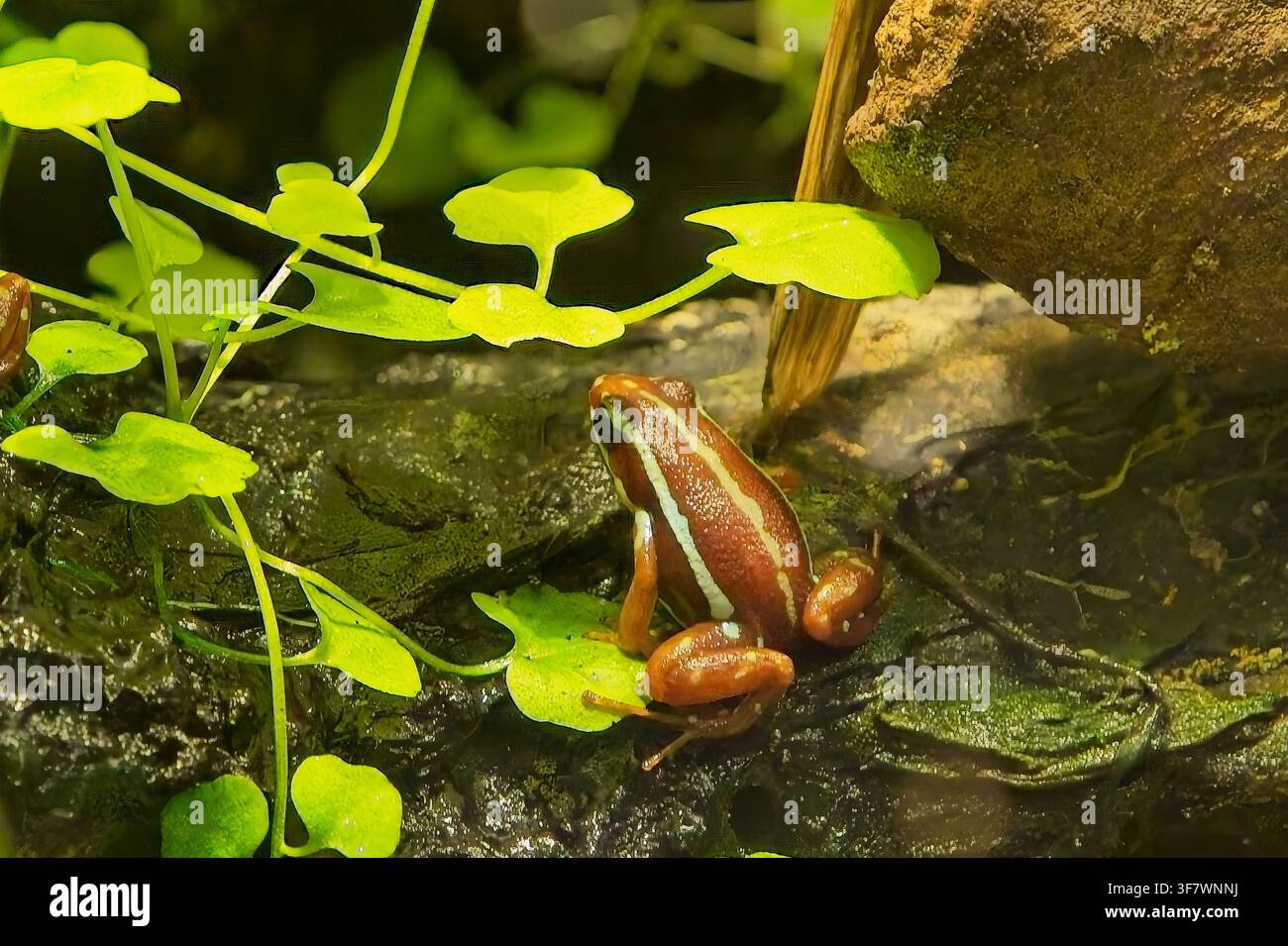 Grenouille flèche venimeuse d'Anthony (Dendrobates leucomelas), une petite espèce toxique originaire d'Équateur, au zoo de Korkeasaari, Helsinki, Finlande, Europe. Banque D'Images