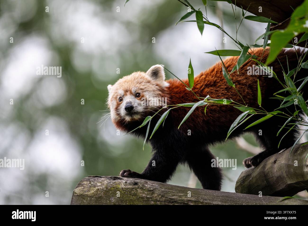 Panda roux marchant sur une bûche parmi les feuilles de bambou Banque D'Images
