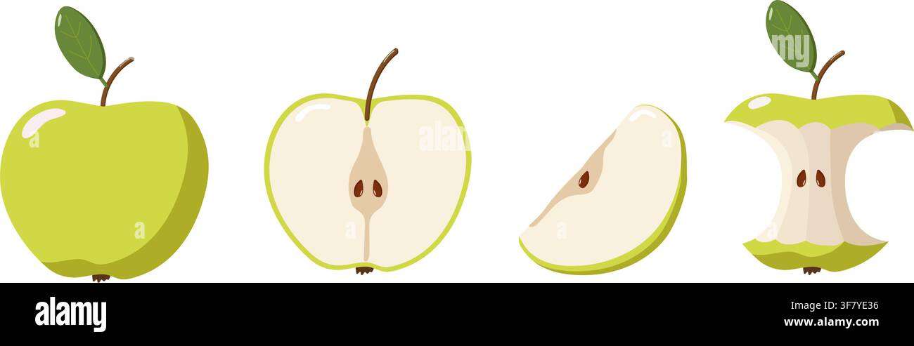 Quatre illustrations de pommes vertes montrant les étapes allant du fruit entier à la moitié, tranché et noyau mangé, mettant en évidence l'anatomie Illustration de Vecteur