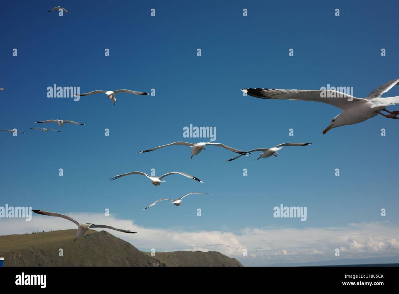 De nombreuses mouettes blanches volent au-dessus du lac Baïkal Banque D'Images