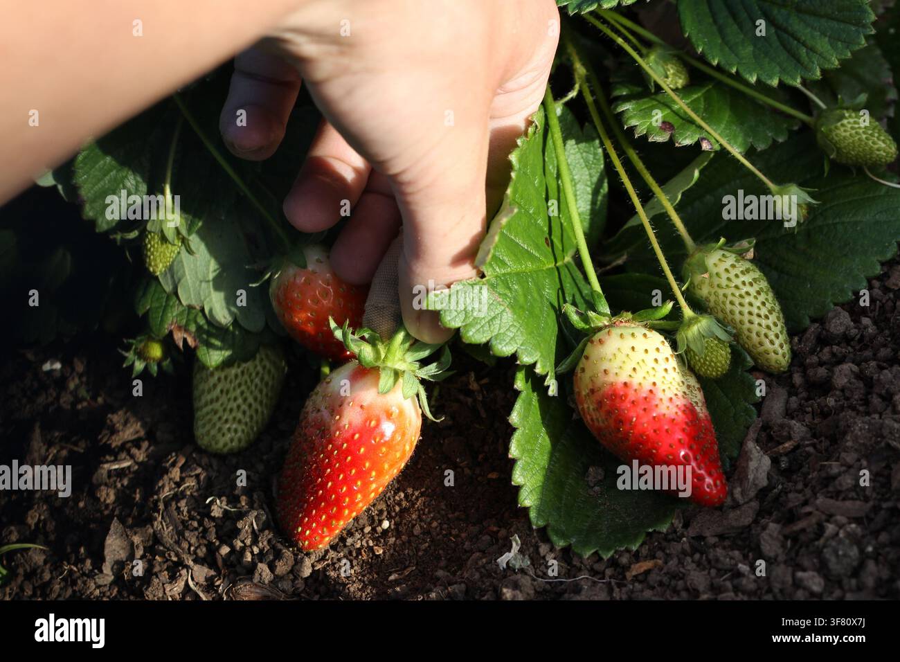 Une photo sans visage de la cueillette de belles fraises rouges dans un jardin. Banque D'Images