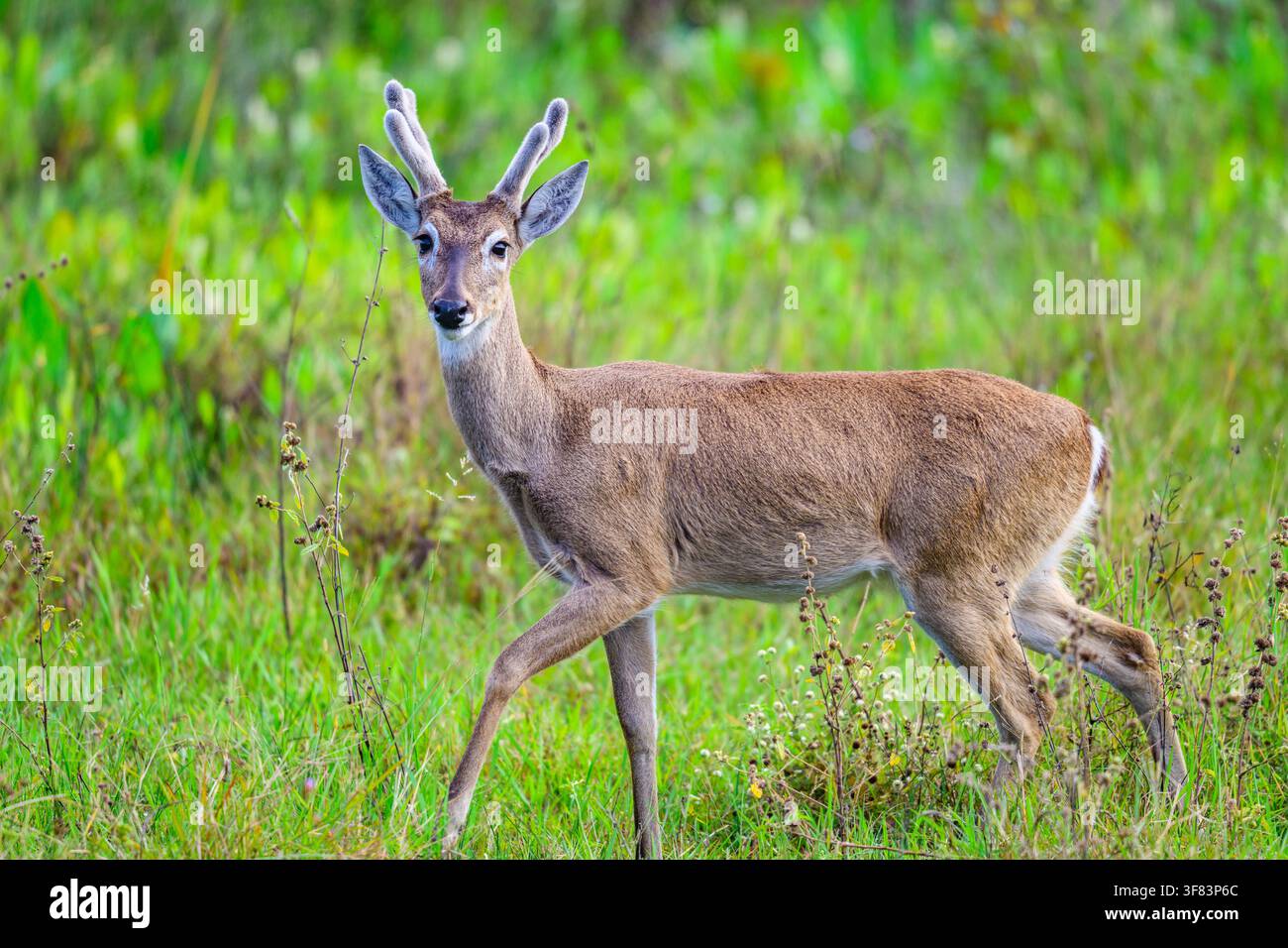 Un cerf des pampas (Ozotoceros bezoarticus) marchant sur l'herbe verte. Mato Grosso do Sul, Brésil. Banque D'Images