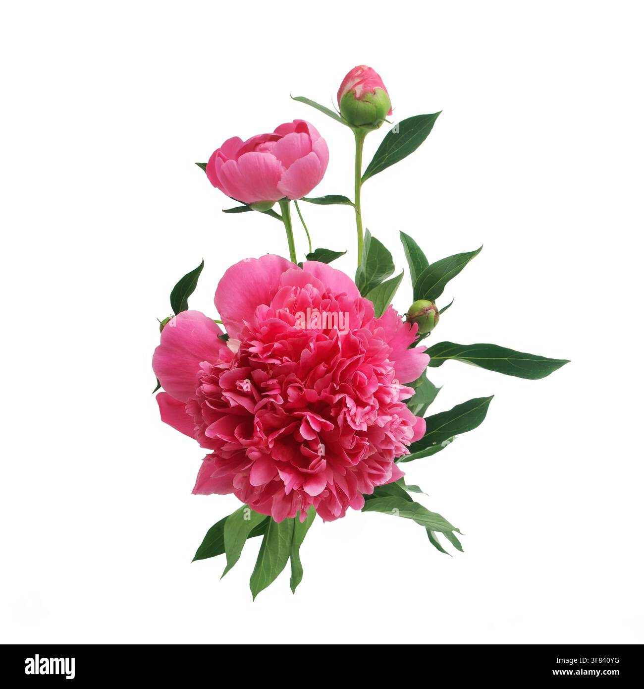 Fleur de pivoine rose en floraison avec des boutons et des feuilles vertes Banque D'Images