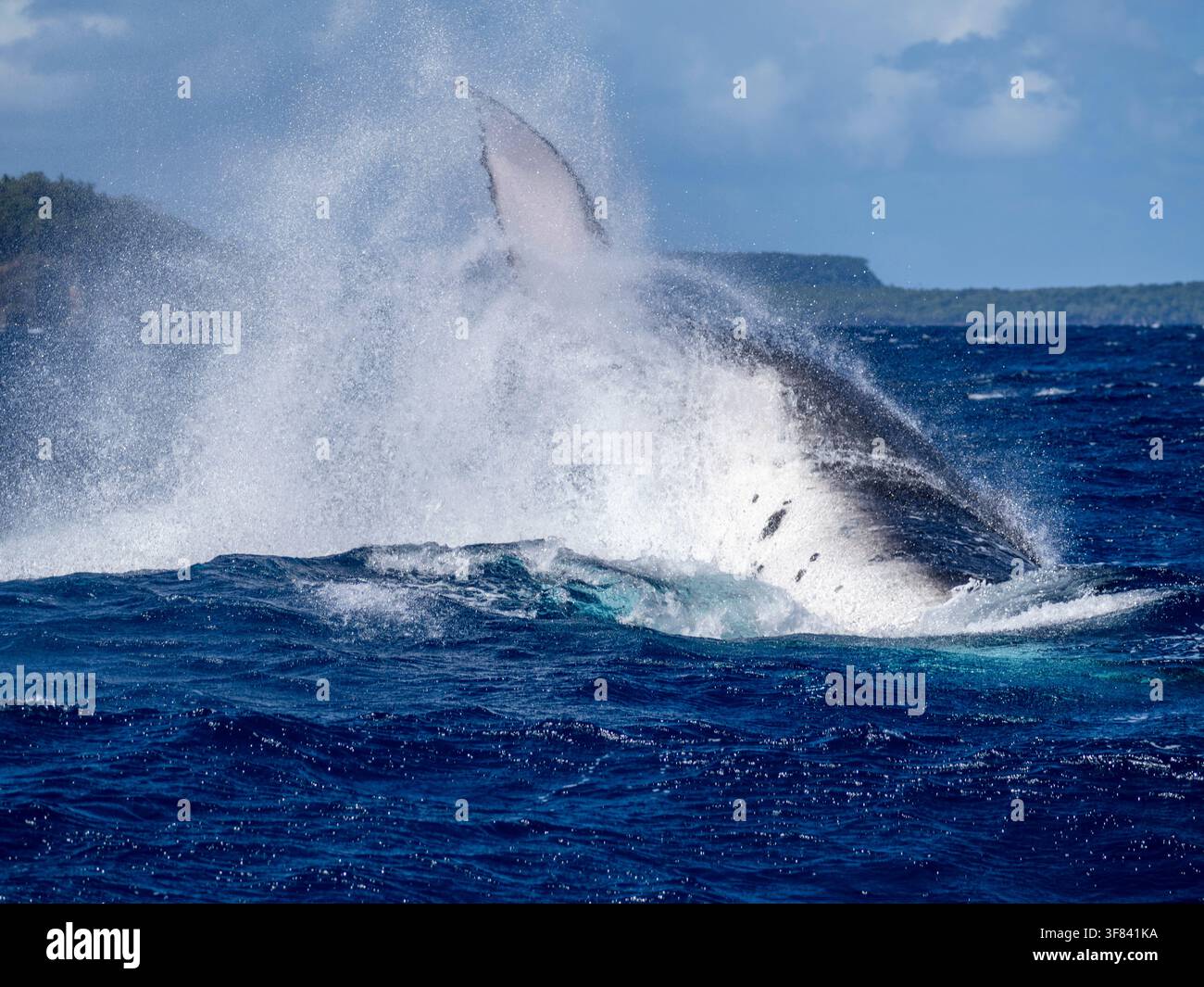 Baleine à bosse adulte (Megaptera novaeangliae) sort de l'eau et claque de la queue près de l'île de Vavau à Tonga par une journée claire Banque D'Images