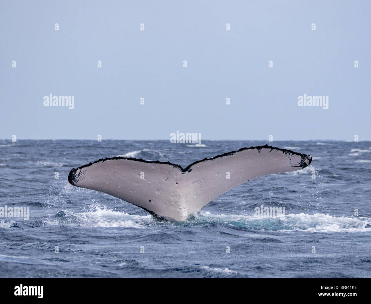 Baleines à bosse montrant leurs nageoires pendant la plongée terminale dans les eaux ouvertes près de l'île de Vavau à Tonga Banque D'Images