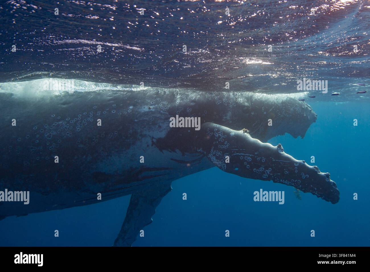 Baleine à bosse nageant sous l'eau près de l'île de Vavau à Tonga pendant la saison des baleines Banque D'Images