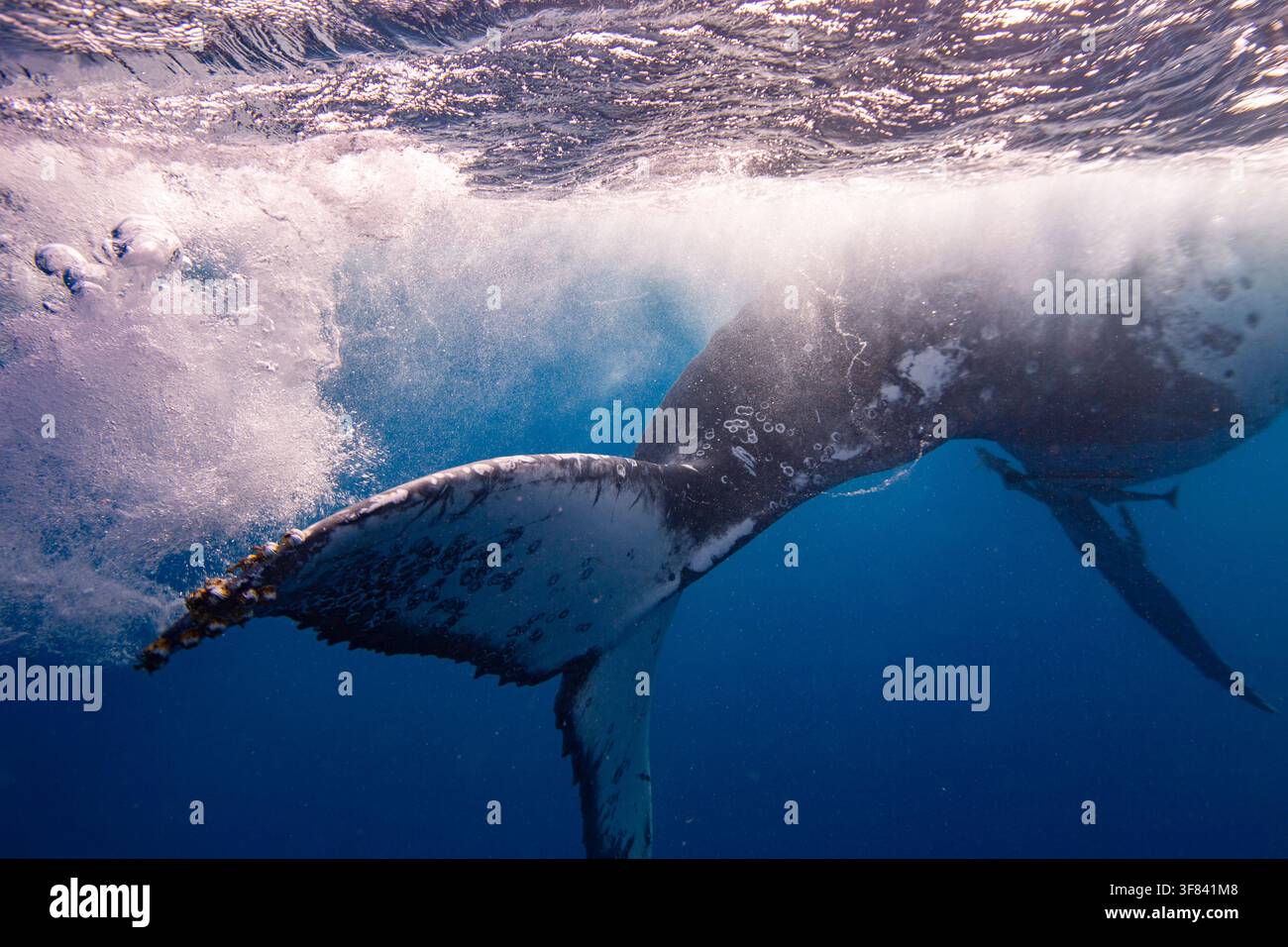 Baleine à bosse adulte (Megaptera novaeangliae) nage sous l'eau près de l'île de Vavau à Tonga lors d'une activité d'exploration océanique Banque D'Images