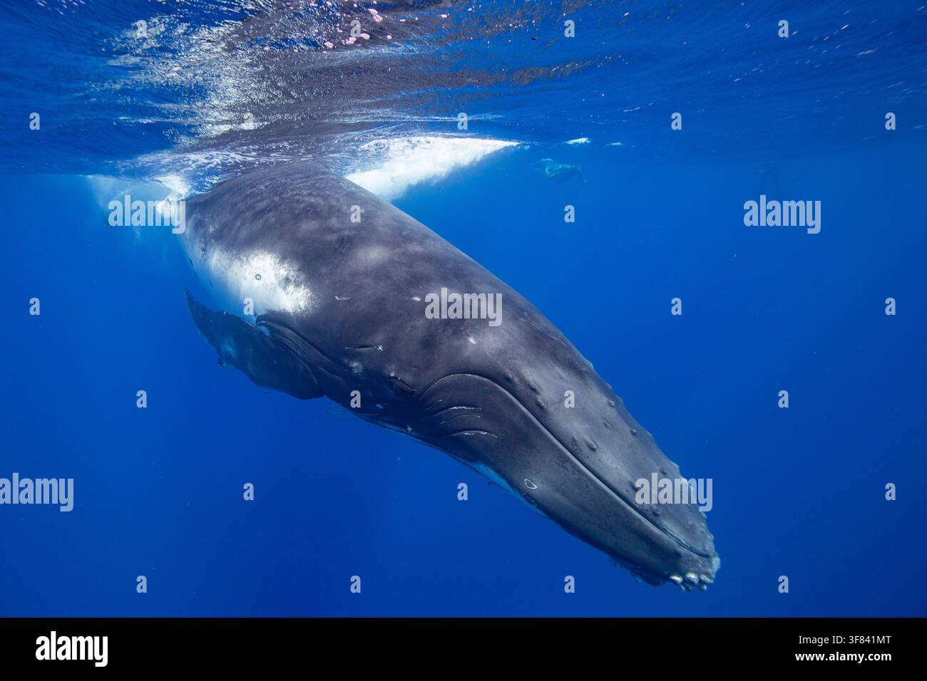 Quatre baleines à bosse adultes (Megaptera novaeangliae) exécutent un ballet sous-marin près de l'île de Vavau à Tonga pendant leur saison de migration Banque D'Images