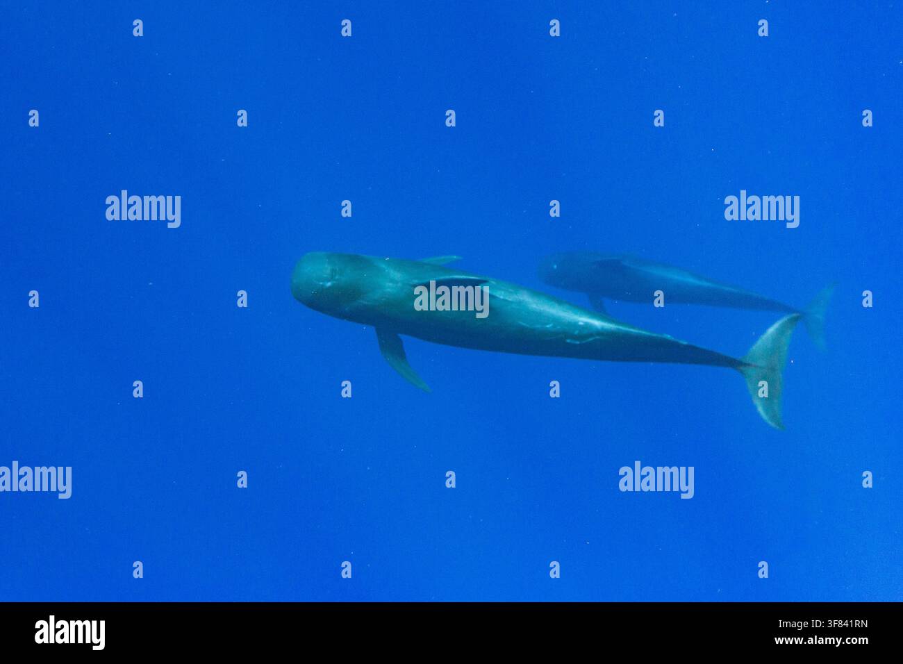 Pod de dauphins à bosses courts nageant sous l'eau à Tonga Banque D'Images