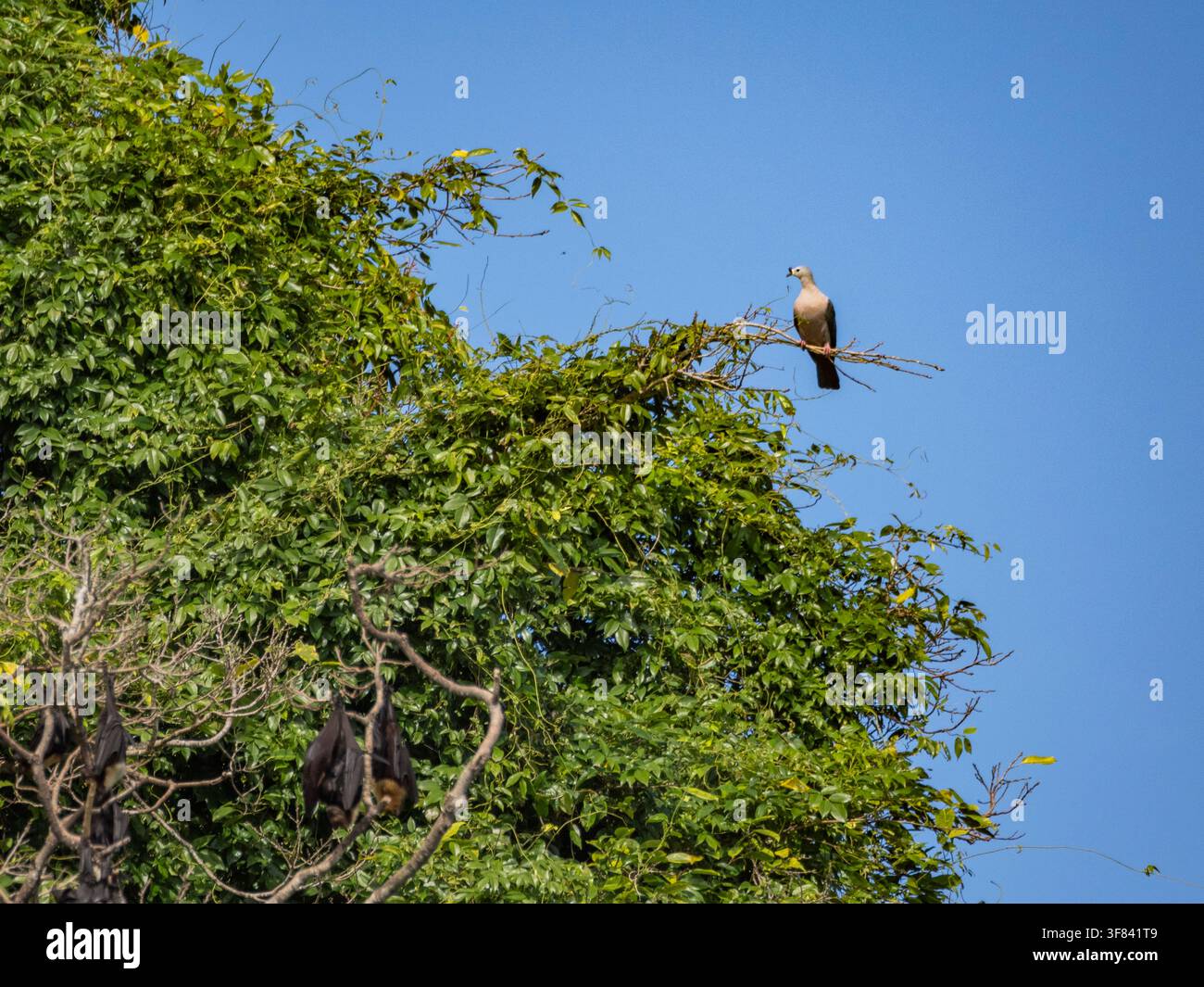 Colombe impériale du Pacifique adulte posée sur une branche d'arbre sur l'île de Vavau à Tonga par temps ensoleillé Banque D'Images