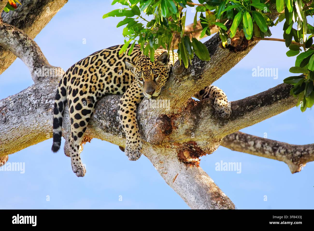 Jaguar reposant sur une branche d'arbre au Brésil pendant les heures de clarté Banque D'Images