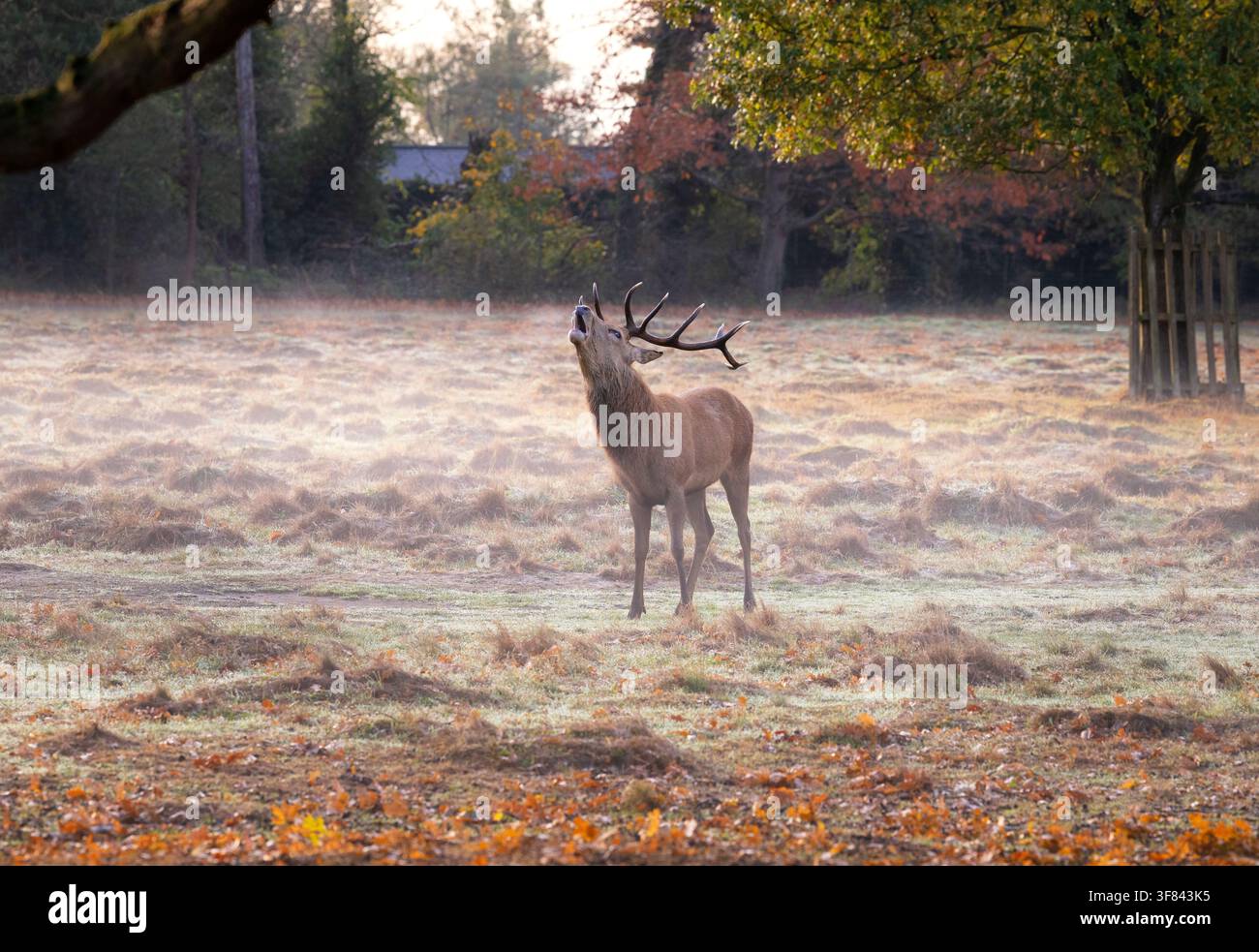 Cerf rouge rugissant pendant la période de rut dans la brume matinale de Bushy Park, Londres, en automne Banque D'Images