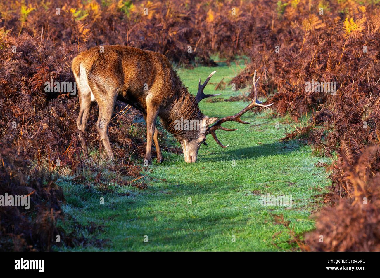 Cerbier rouge traverse un sentier pendant la saison des amours au Bushy Park à Londres, Royaume-Uni Banque D'Images