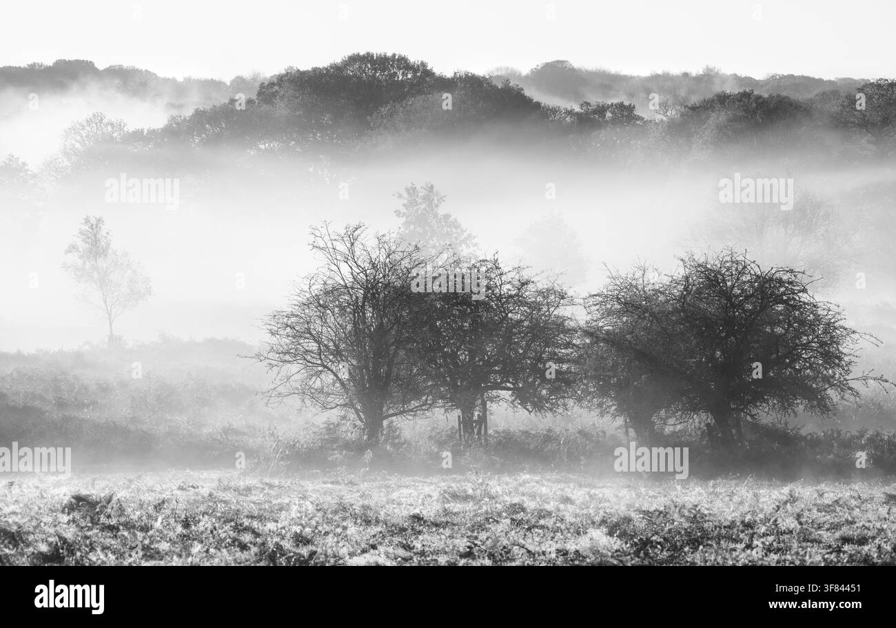 La brume matinale recouvre les arbres du Richmond Park, créant un paysage doux et atténué à Londres, Royaume-Uni Banque D'Images