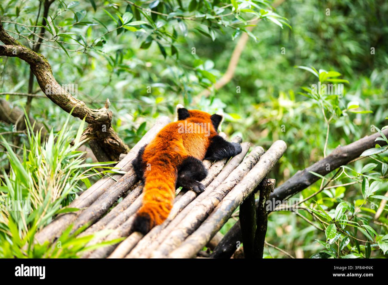 Panda roux dormant dans un arbre, portrait de panda roux à Chengdu, Chine. Banque D'Images