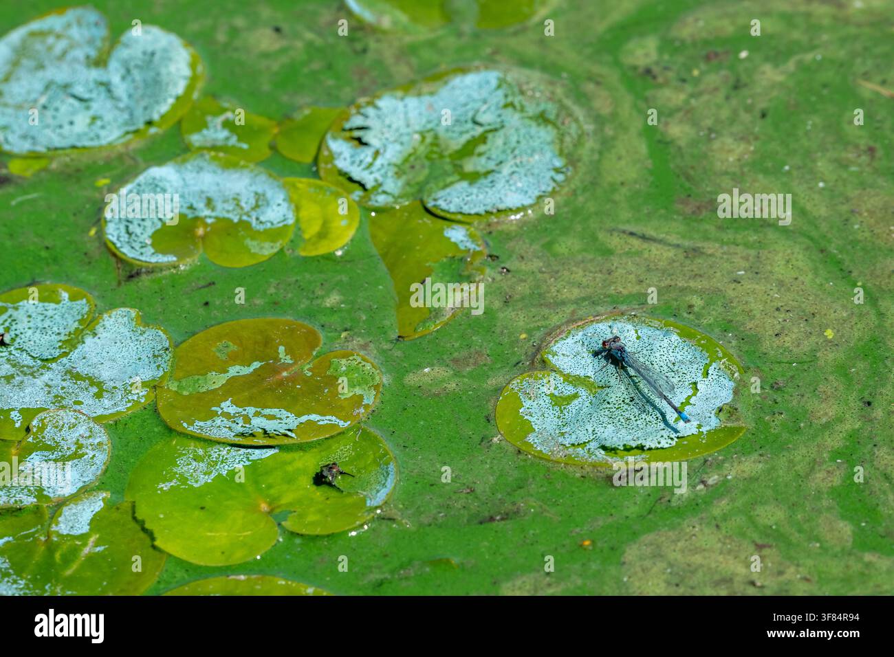 Cyanobactéries aquatiques / algues bleues / éruption toxique de cyanobactéries formant une natte d'algues à la surface de l'eau d'un lac d'eau douce pendant une vague de chaleur en été Banque D'Images