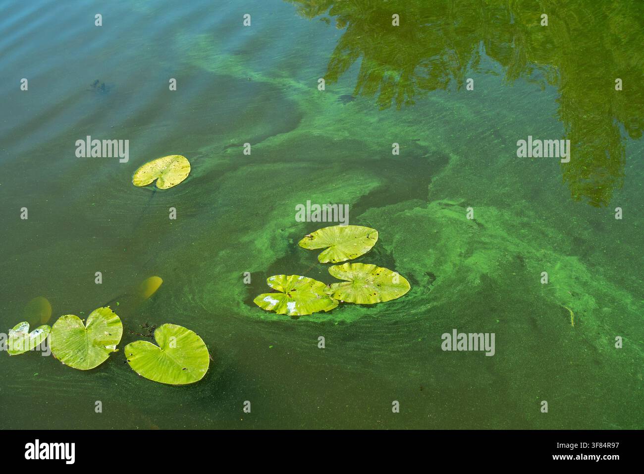 Cyanobactéries aquatiques / algues bleues / éruption toxique de cyanobactéries formant une natte d'algues à la surface de l'eau d'un lac d'eau douce pendant une vague de chaleur en été Banque D'Images