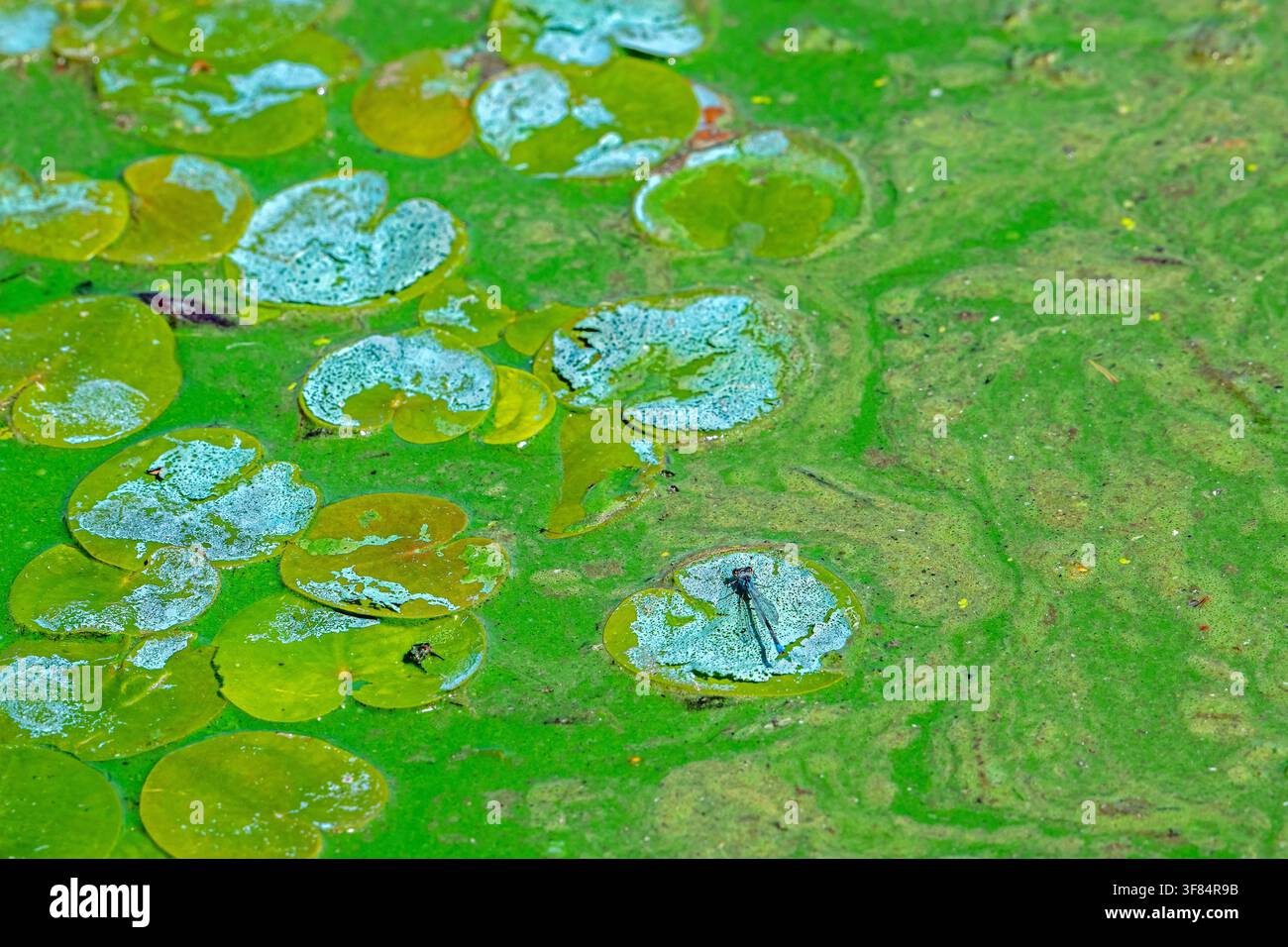 Cyanobactéries aquatiques / algues bleues / éruption toxique de cyanobactéries formant une natte d'algues à la surface de l'eau d'un lac d'eau douce pendant une vague de chaleur en été Banque D'Images