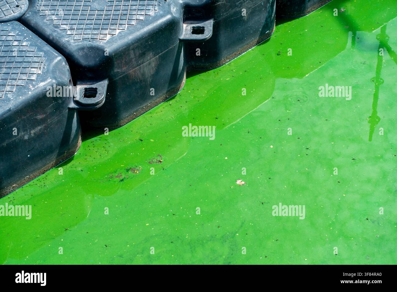 Cyanobactéries aquatiques / algues bleues / éruption toxique de cyanobactéries formant une natte d'algues à la surface de l'eau d'un lac d'eau douce pendant une vague de chaleur en été Banque D'Images