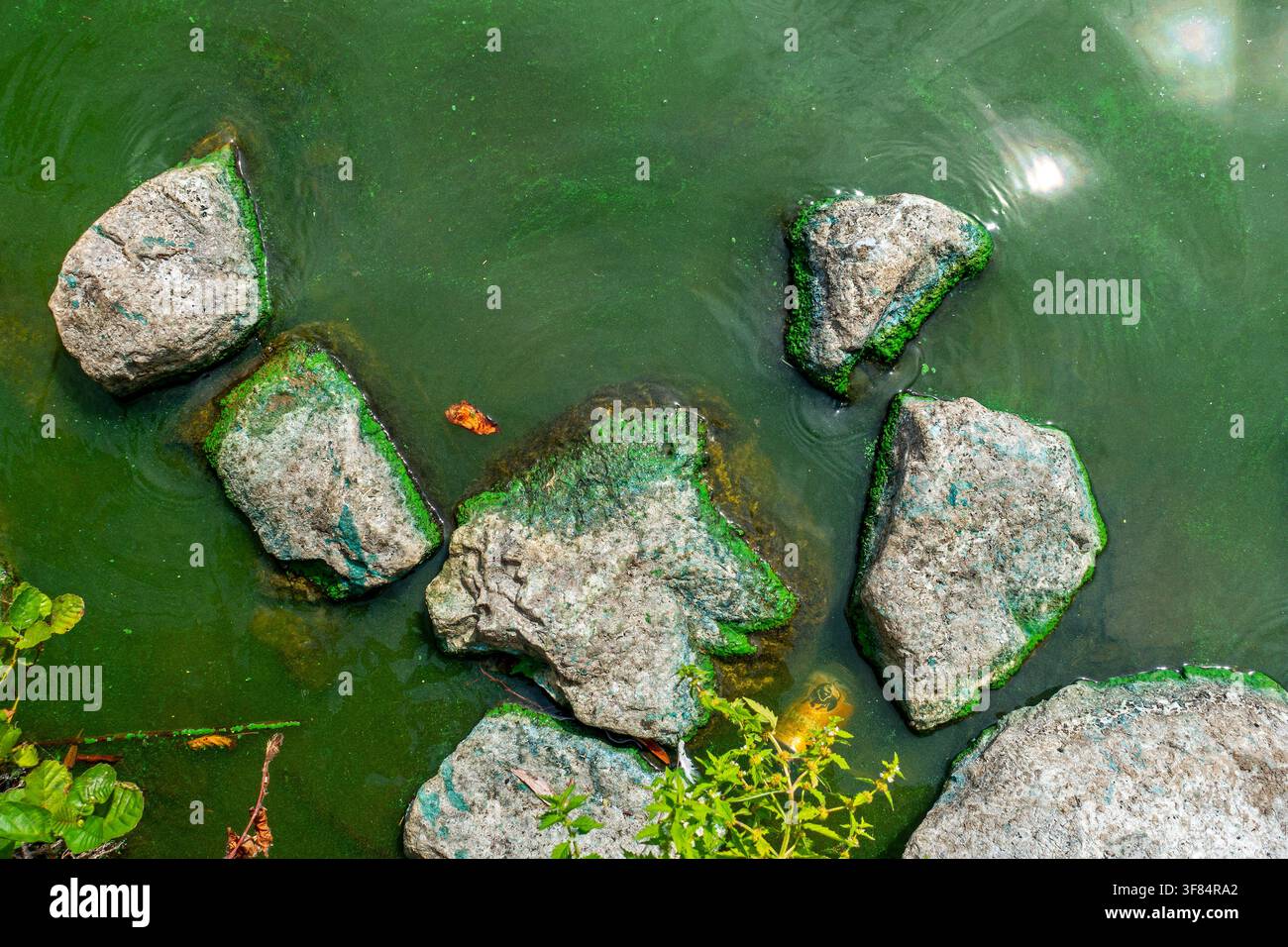 Cyanobactéries aquatiques / algues bleues / éruption toxique de cyanobactéries formant une natte d'algues à la surface de l'eau d'un lac d'eau douce pendant une vague de chaleur en été Banque D'Images